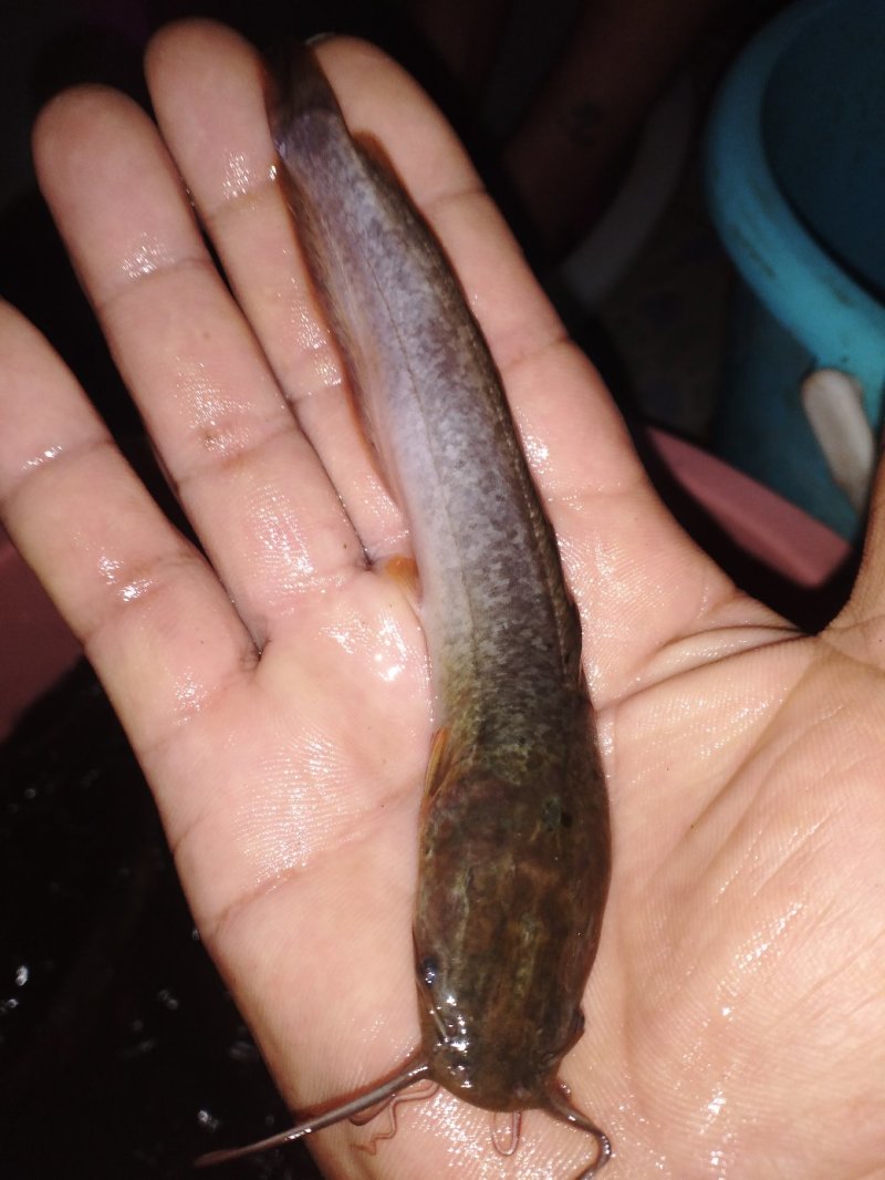 鲶鱼