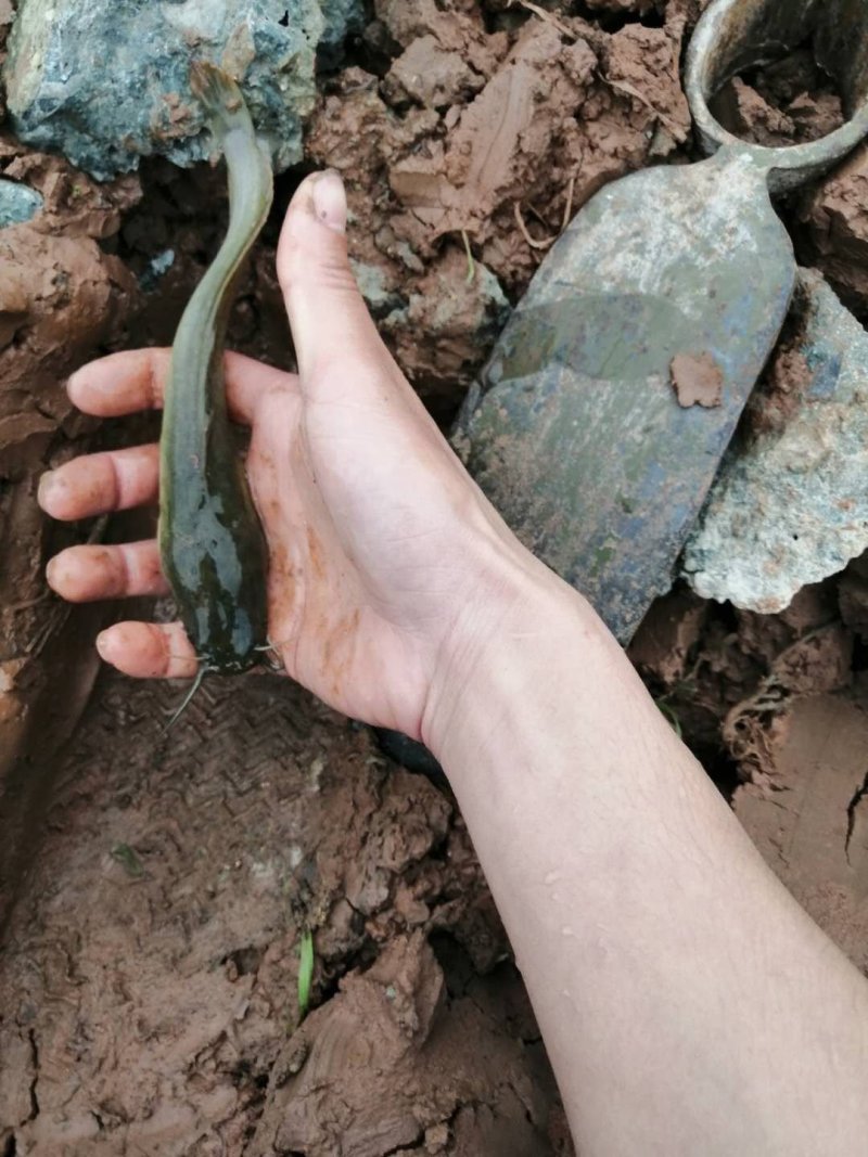 鲶鱼