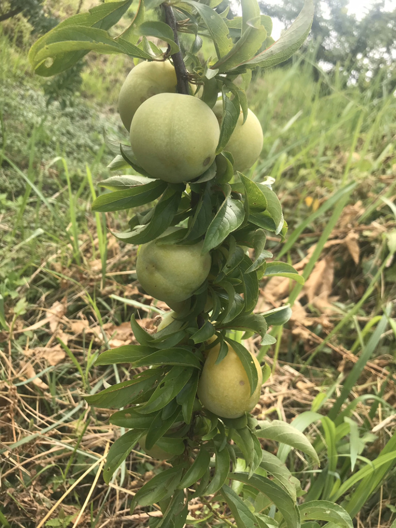 蜂糖李