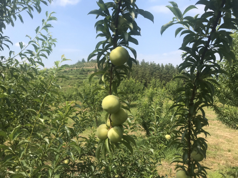 蜂糖李