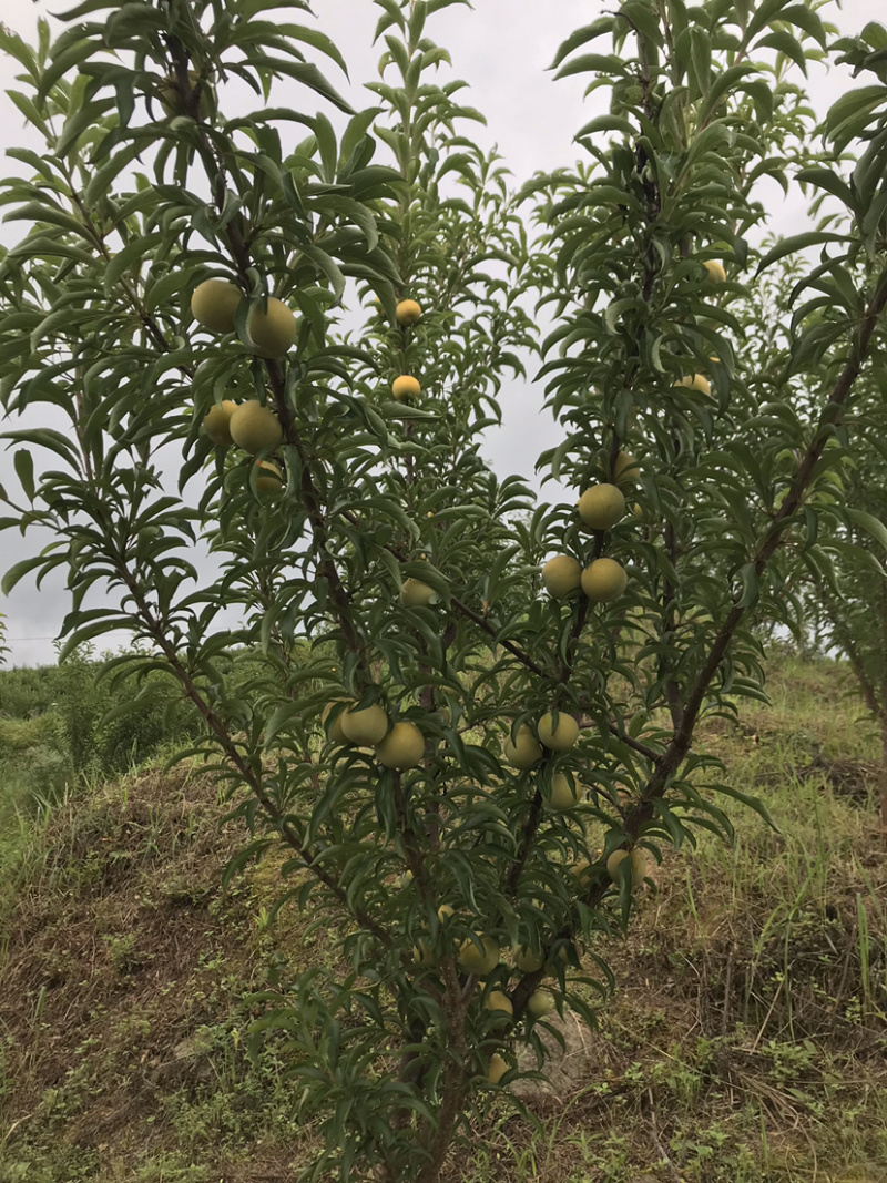 蜂糖李