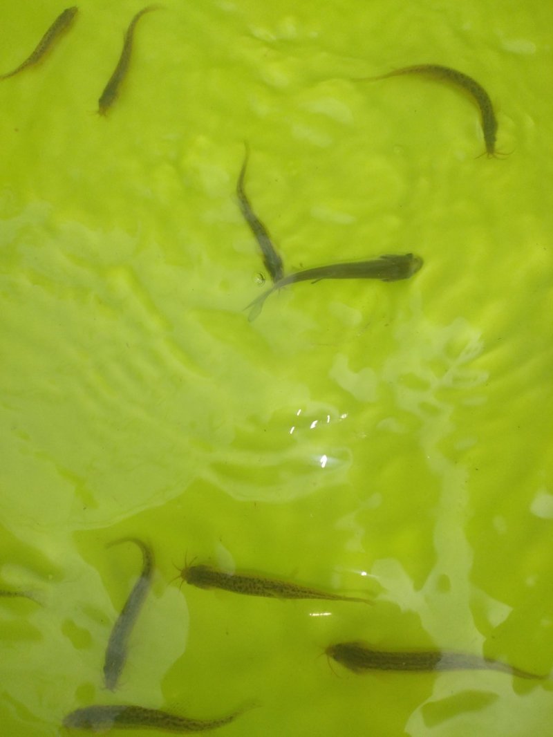 泥鳅