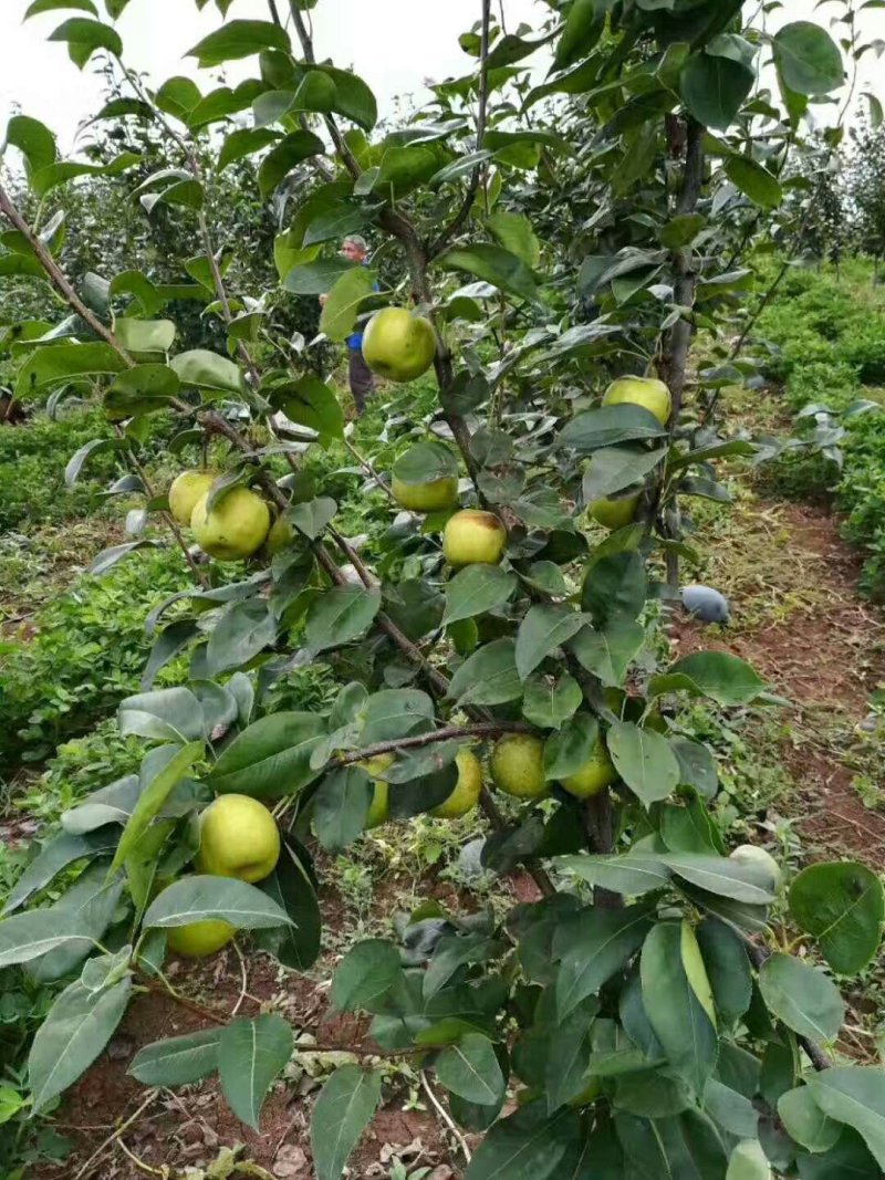 翠冠梨，大型基地直发，有市场货，电商货，社区团购货