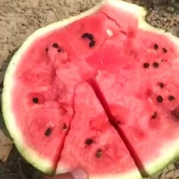 甜王京欣西瓜山东西瓜基地甜王，莒县西瓜批发价格