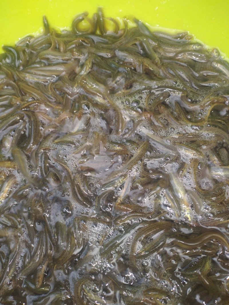 泥鳅