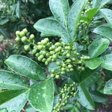 大山里的花椒，量大优惠