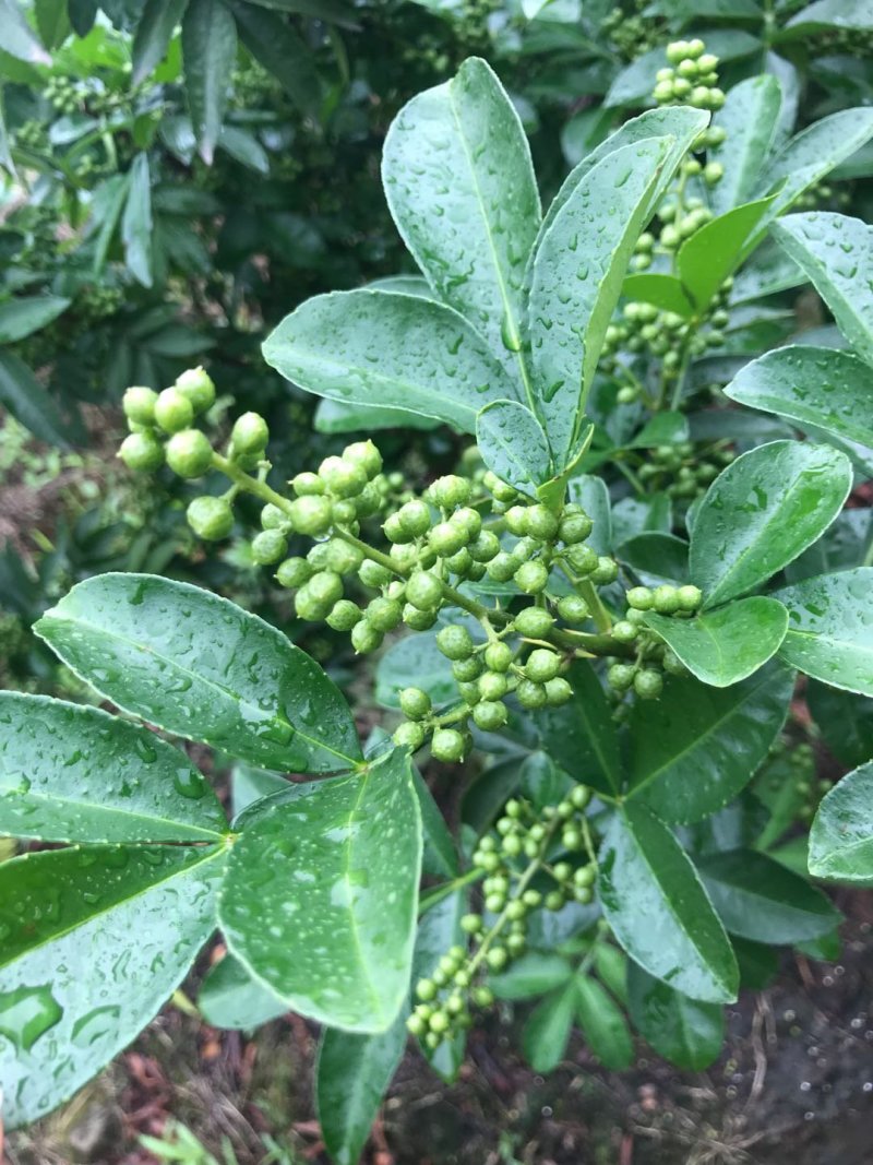 大山里的花椒，量大优惠