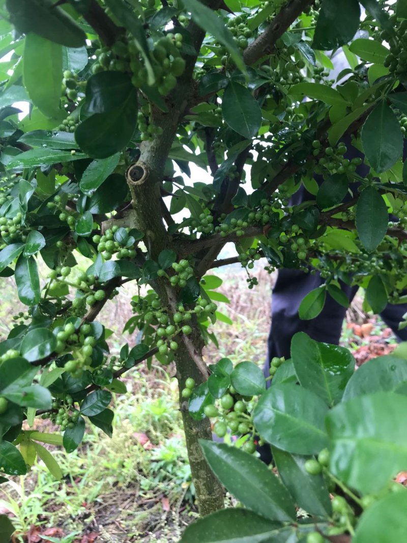 大山里的花椒，量大优惠