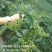 大山里的花椒，量大优惠