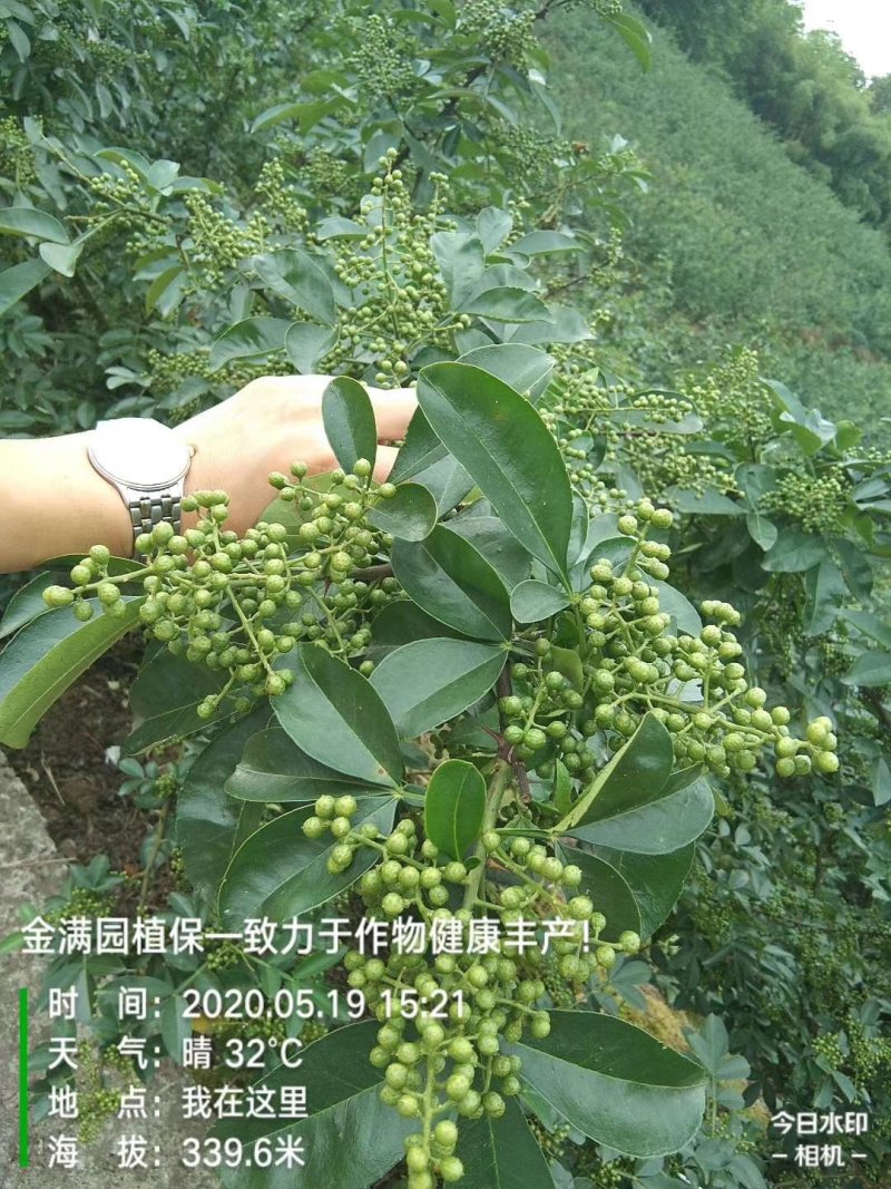 大山里的花椒，量大优惠