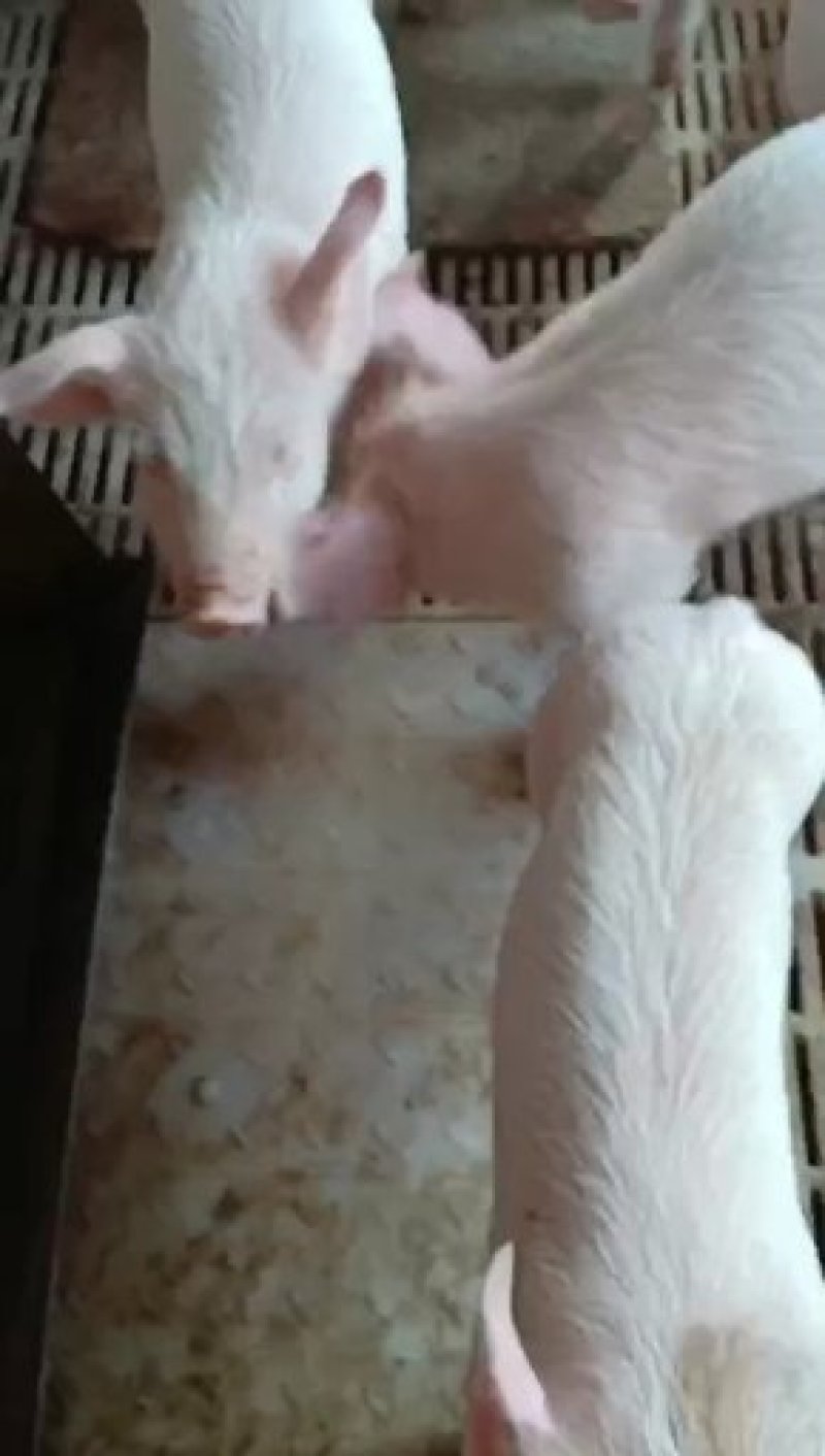 【热销】江苏仔猪基地，仔猪批发品种齐全，