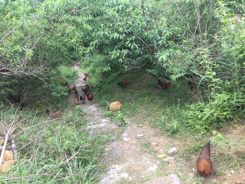 林下鸡）品质优质、口感非常好，鸡肉很清香，好吃，口感特别
