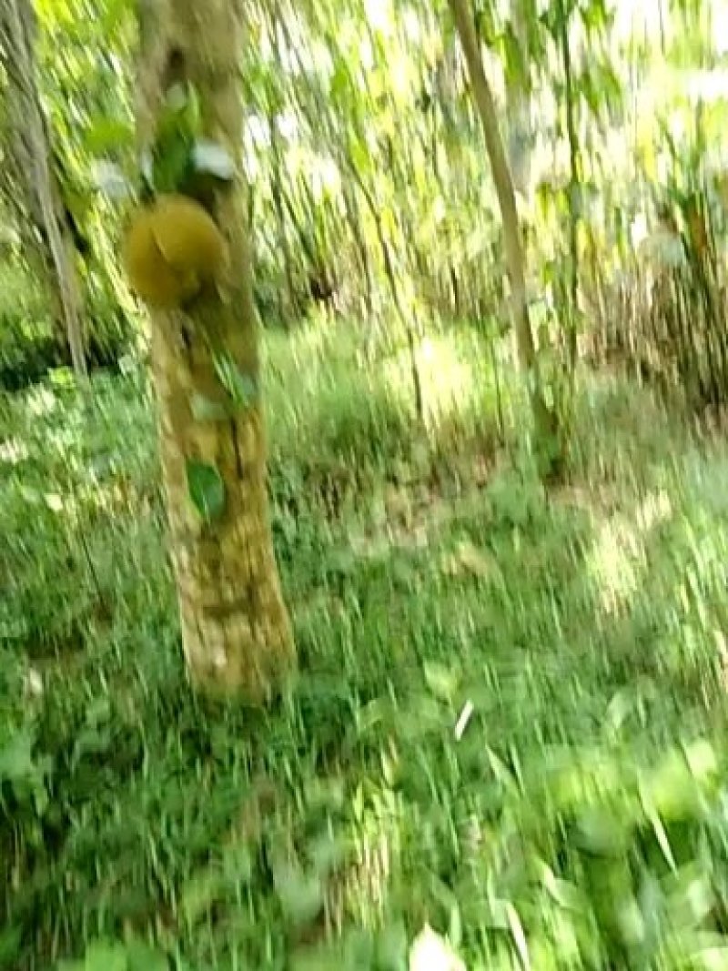 成年菠萝蜜树