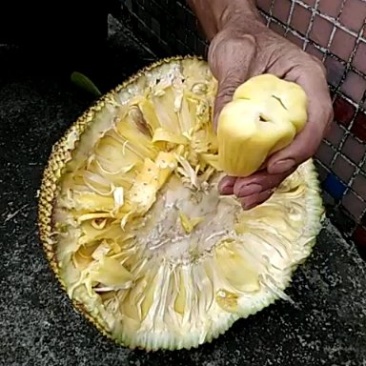 成年菠萝蜜树