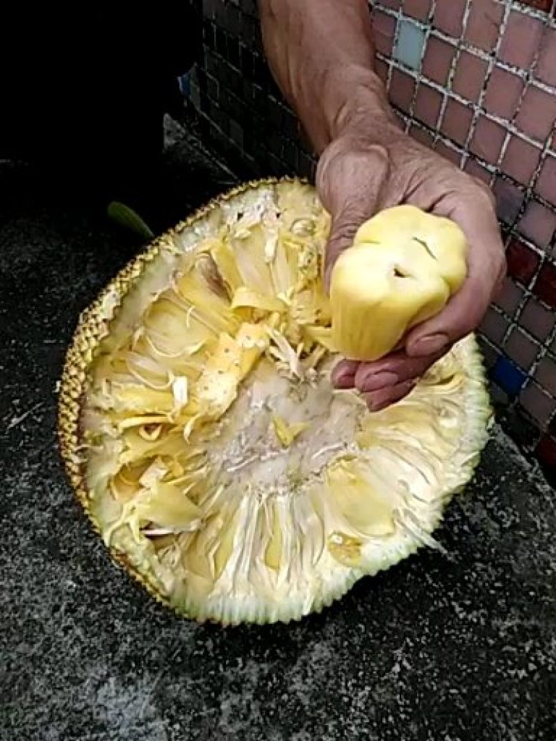 成年菠萝蜜树