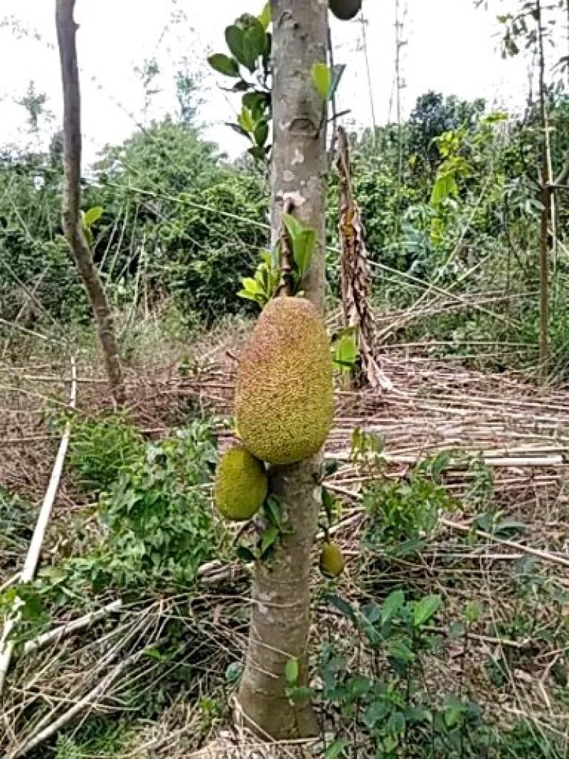 成年菠萝蜜树
