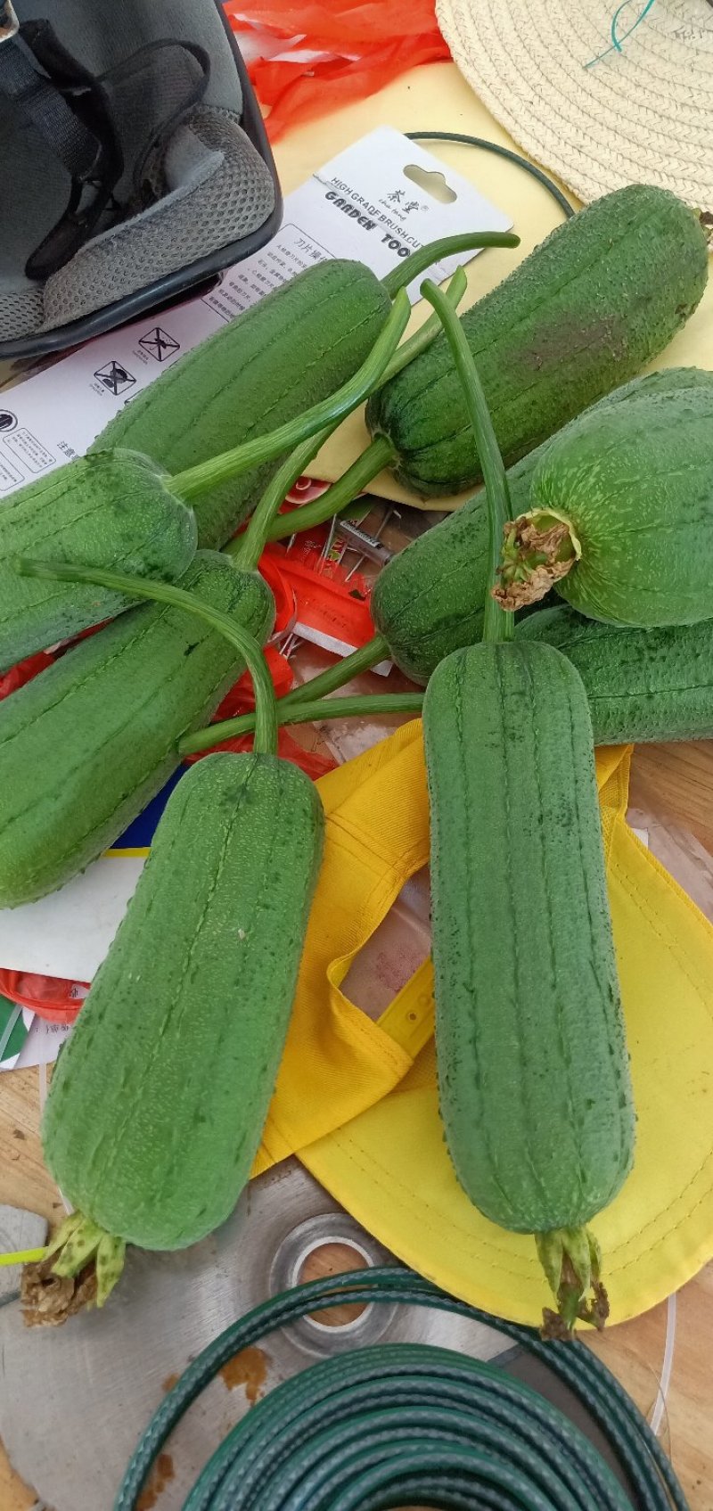有机台湾肉丝瓜准备上市