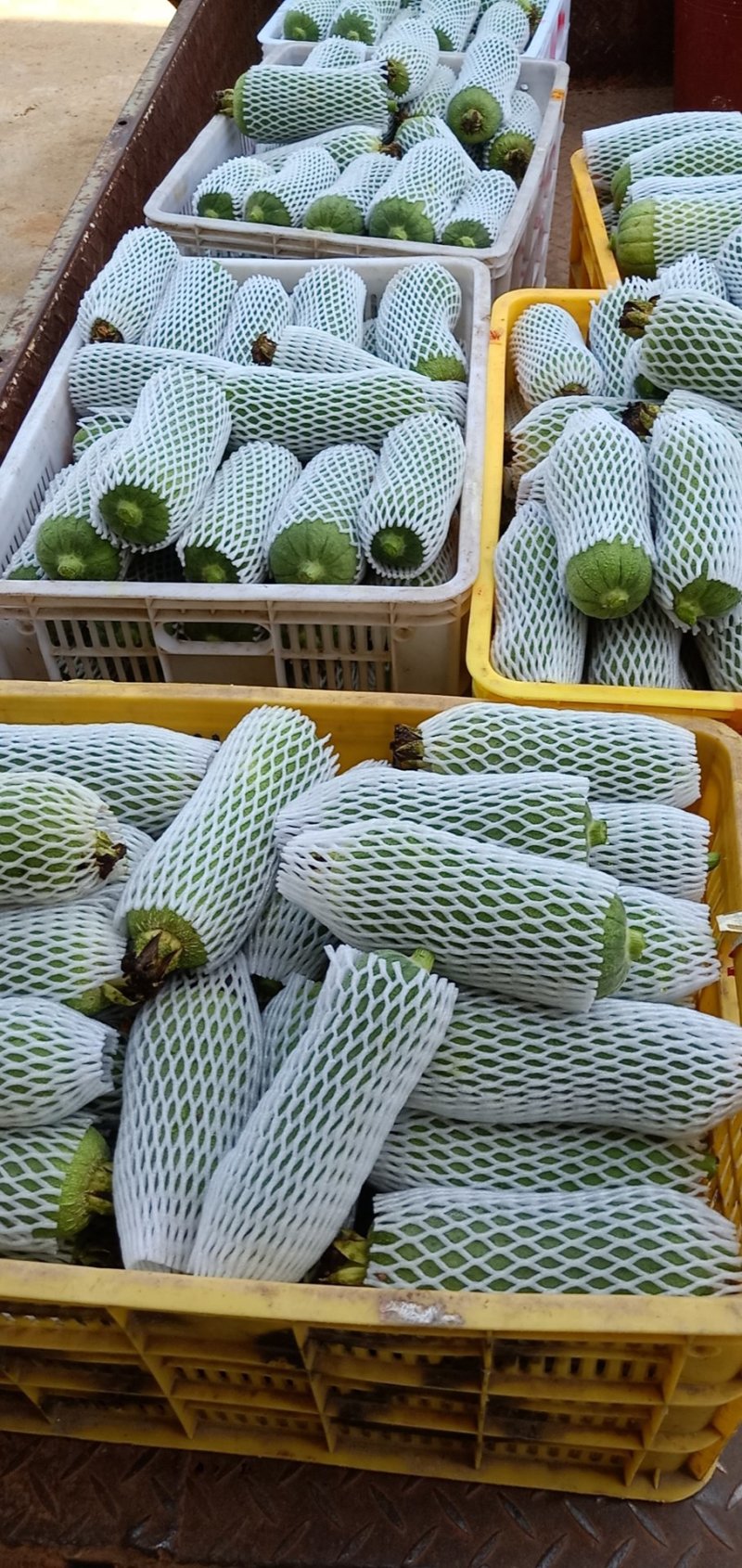 有机台湾肉丝瓜准备上市