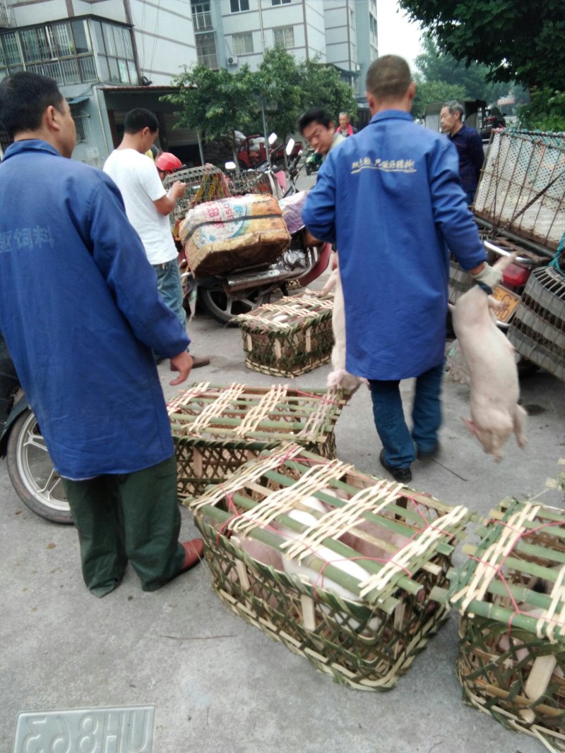 杂交猪，土杂，二杂，三元，太湖，各种仔猪
