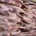 精选草麻鸭开背公鸭，青年麻鸭量大优惠保质保量