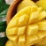 【支持一件代发】海南白玉金煌芒，肉嫩Q弹，甜度达17以上