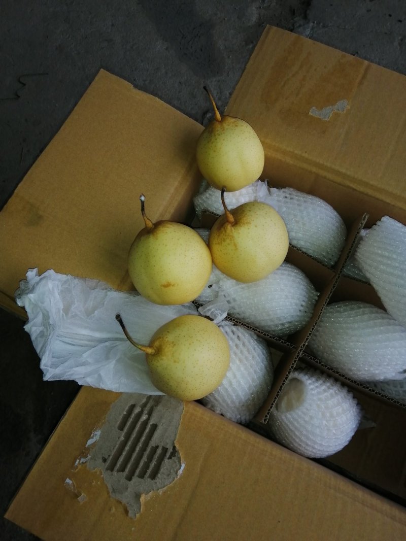 净品雪花梨，汁多，甜脆，肉厚，口感好吃，产地直销，每天供
