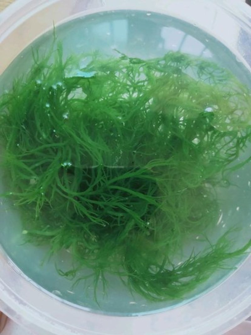霞浦野生海藻/龙须菜凉拌，炖汤上品可口美味