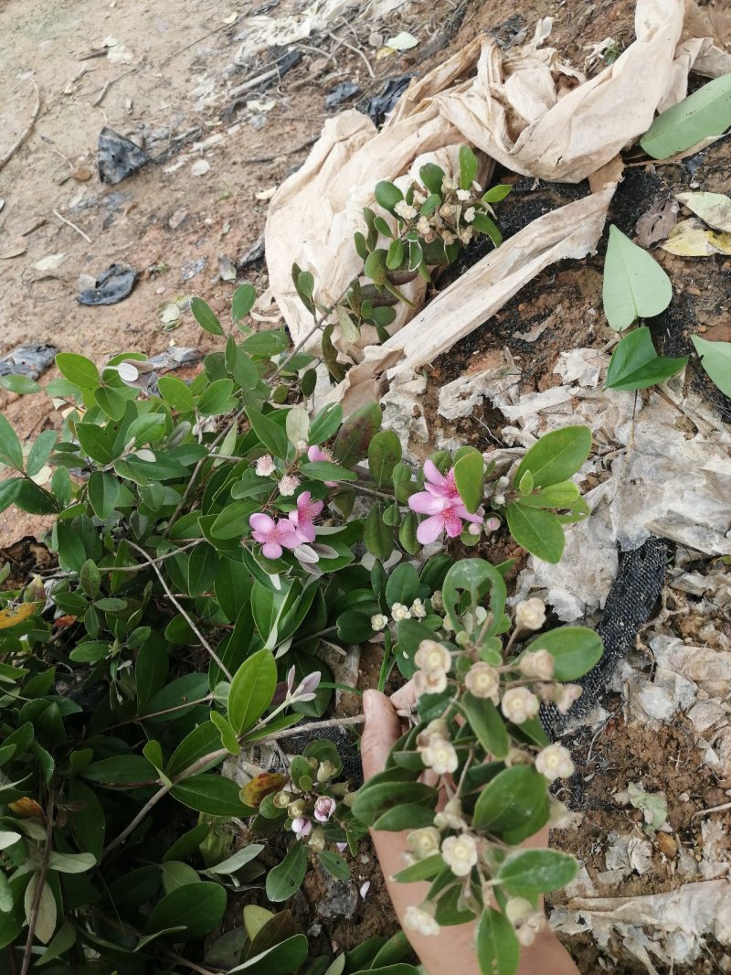 自家种植基地，产地直销，，桃金娘，桃金娘果树苗