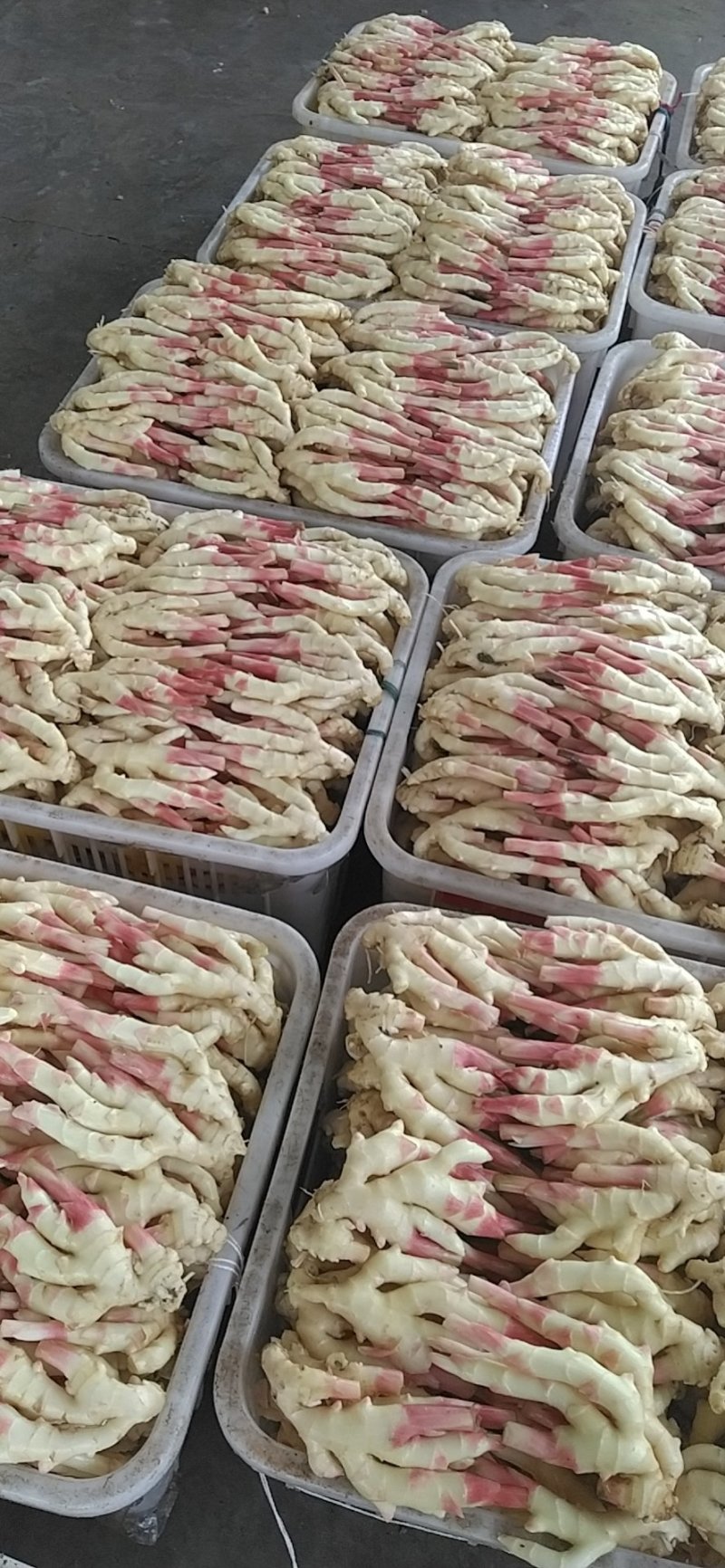 精品仔姜，产地直供，色鲜形美！脆嫩味香！