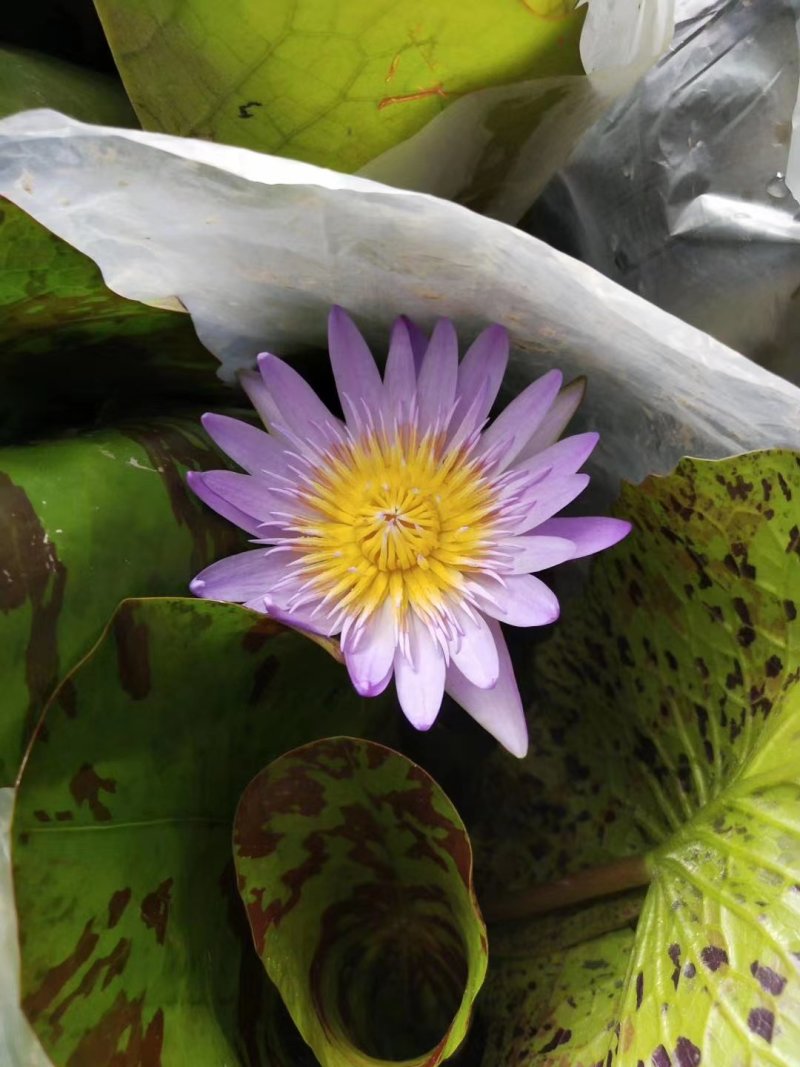 栀子花四季栀子花花带花苞发货大叶栀子花