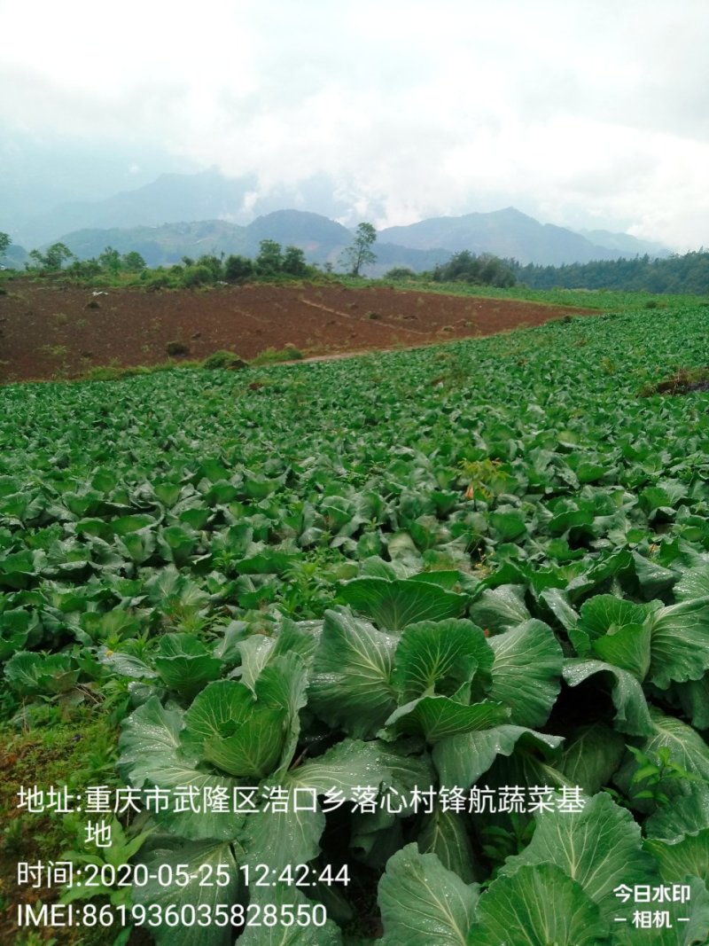 包菜.《莲花白》基地直供