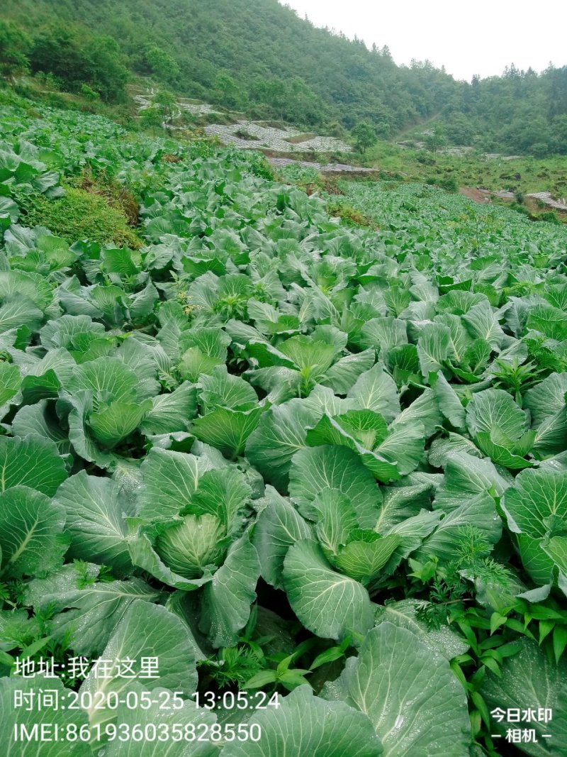 包菜.《莲花白》基地直供