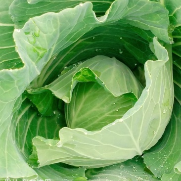 包菜.《莲花白》基地直供