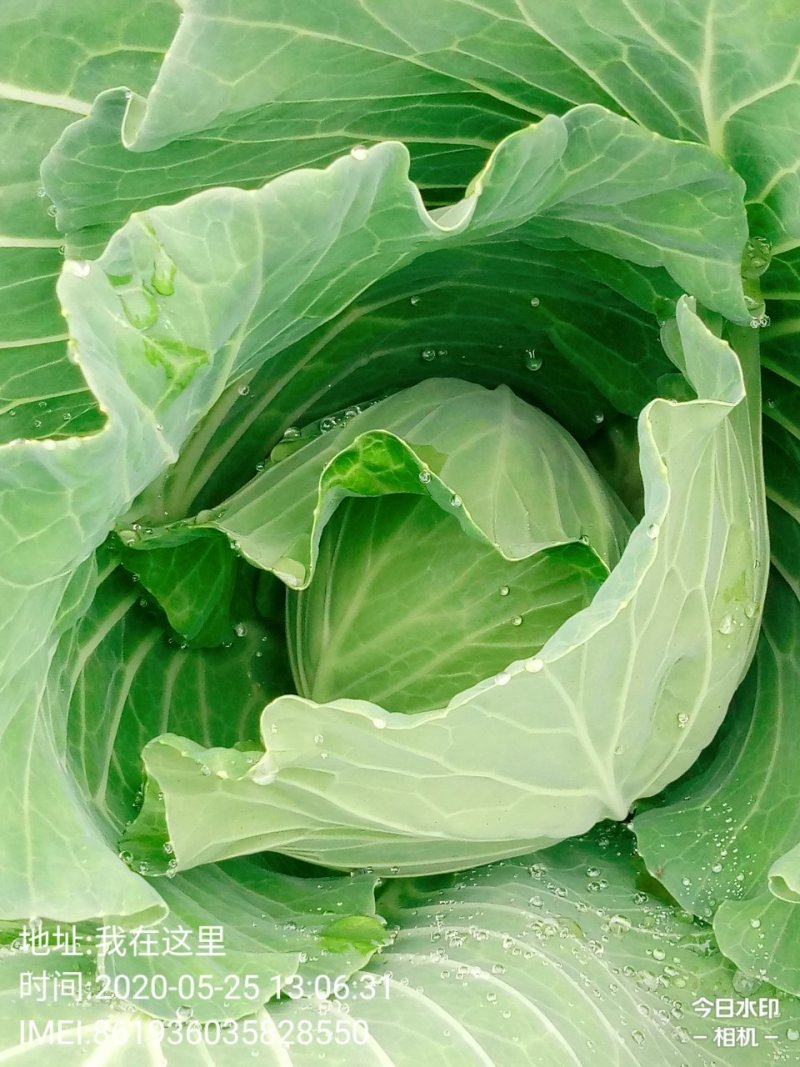 包菜.《莲花白》基地直供