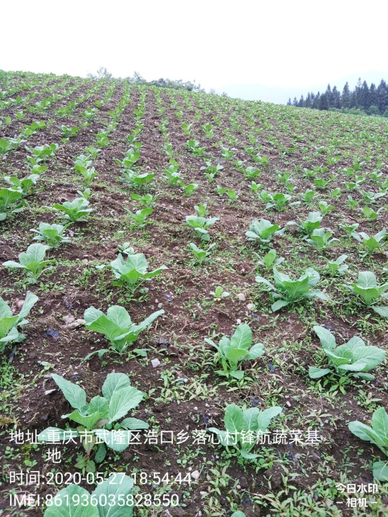包菜.《莲花白》基地直供