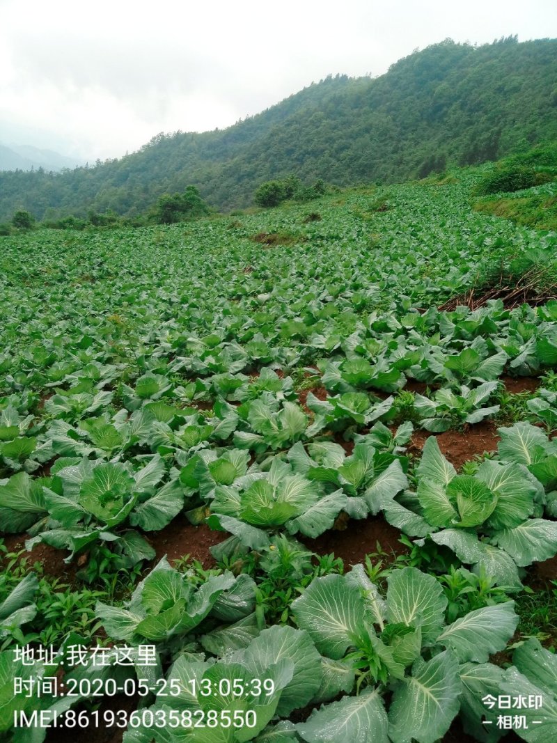 包菜.《莲花白》基地直供