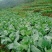 包菜.《莲花白》基地直供