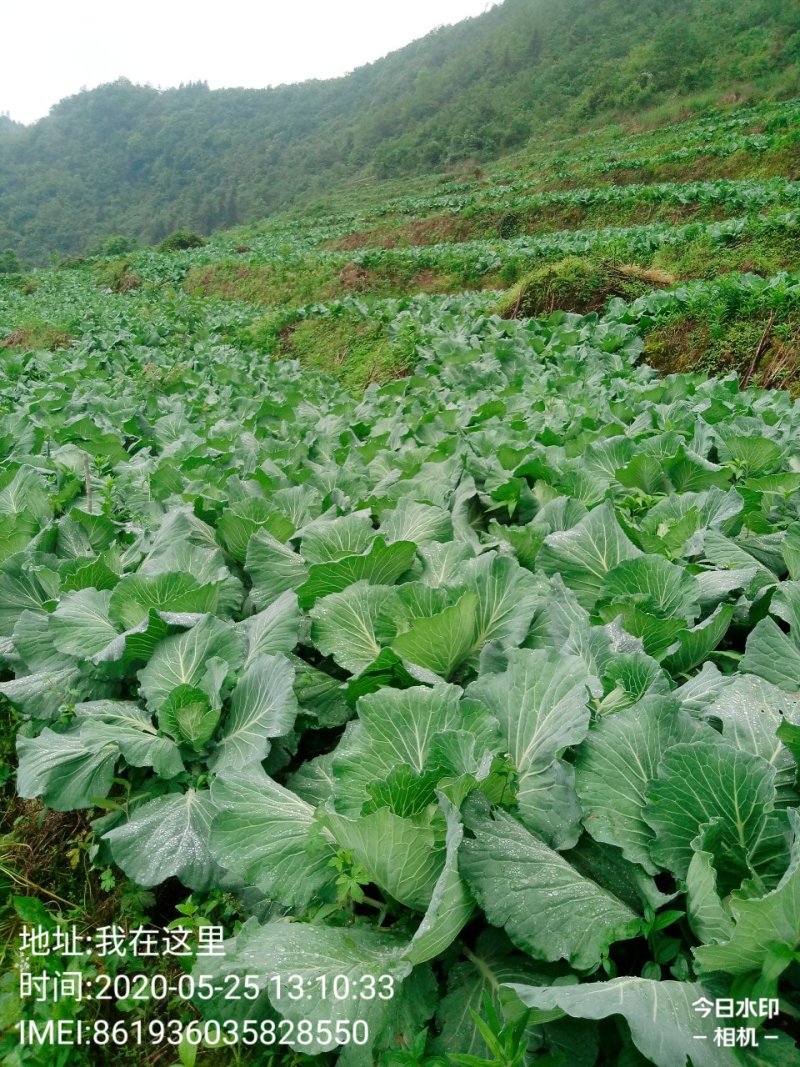 包菜.《莲花白》基地直供