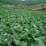 包菜.《莲花白》基地直供