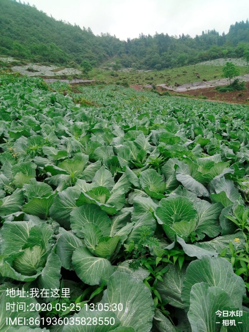 包菜.《莲花白》基地直供