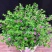 满天星盆栽植物室内客厅阳台绿植超花期长的盆栽花卉四季开花