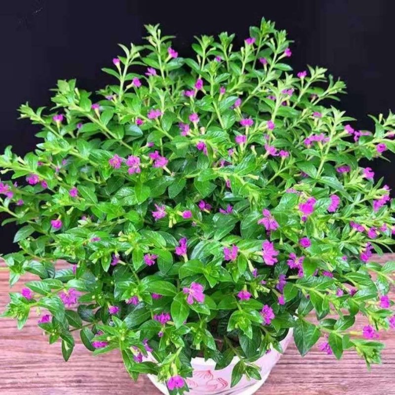 满天星盆栽植物室内客厅阳台绿植超花期长的盆栽花卉四季开花