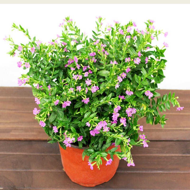 满天星盆栽植物室内客厅阳台绿植超花期长的盆栽花卉四季开花