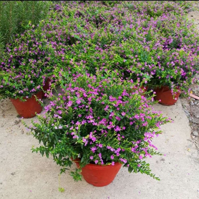 满天星盆栽植物室内客厅阳台绿植超花期长的盆栽花卉四季开花