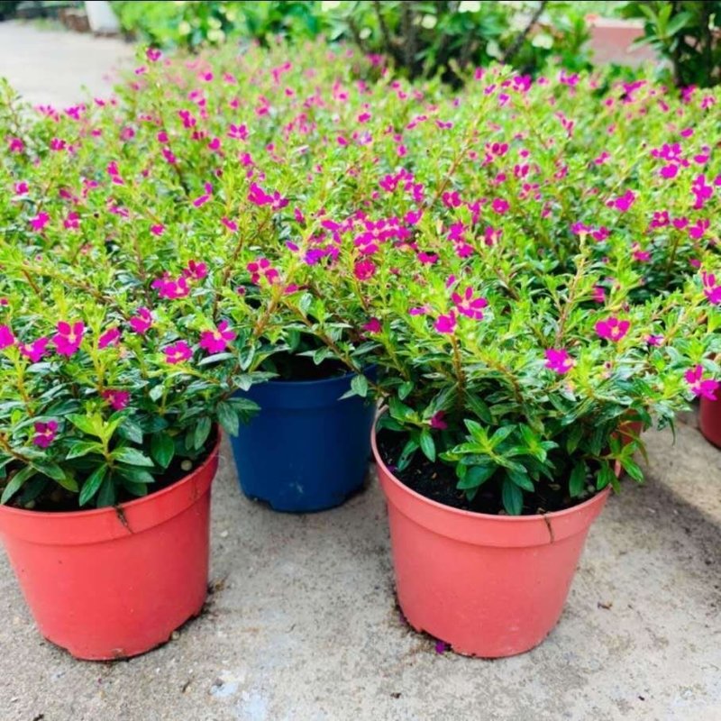 满天星盆栽植物室内客厅阳台绿植超花期长的盆栽花卉四季开花