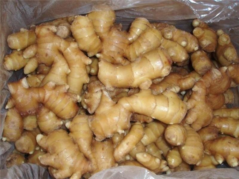 山东优质红芽鲜姜大量上市中，一手货源，全国发货