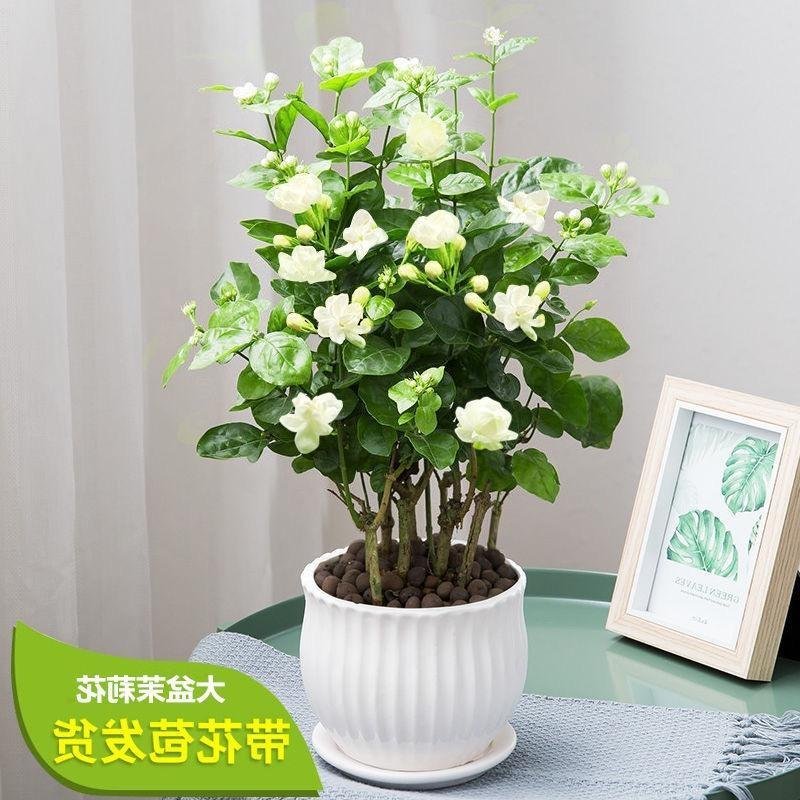 茉莉花茉莉花盆栽室内外阳台浓香花卉花开5-10月驱蚊