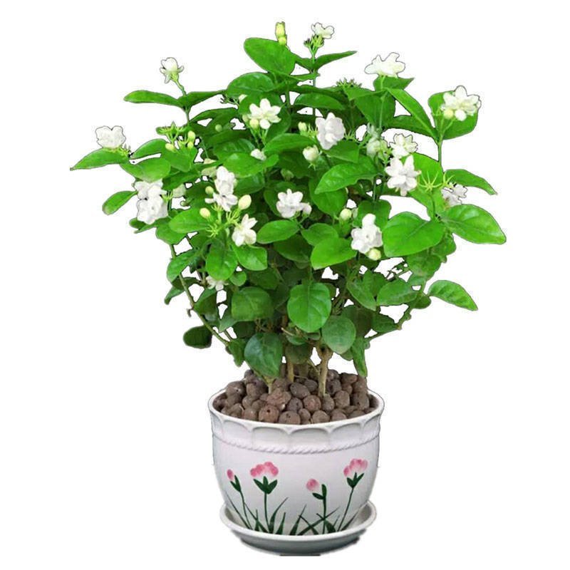 茉莉花茉莉花盆栽室内外阳台浓香花卉花开5-10月驱蚊