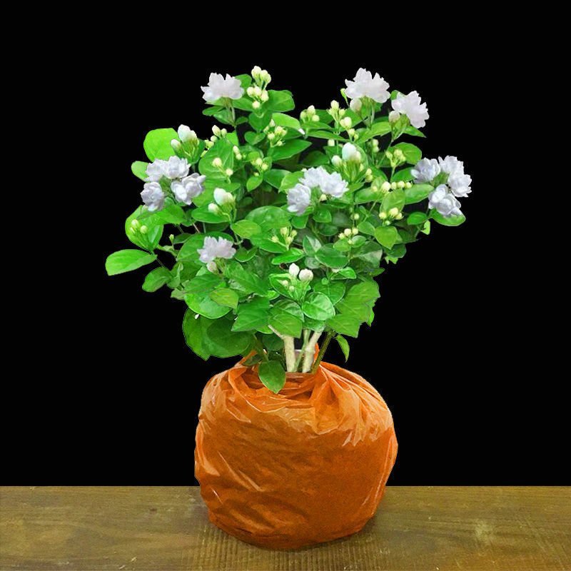 茉莉花茉莉花盆栽室内外阳台浓香花卉花开5-10月驱蚊