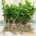 茉莉花茉莉花盆栽室内外阳台浓香花卉花开5-10月驱蚊